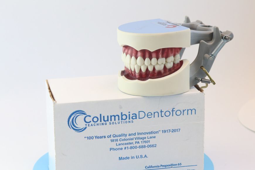 Модель стоматологічна Columbia Dentoform тренувальна для фантома 1995791309 фото